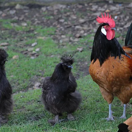 Le Four A Chaux Bed & Breakfast